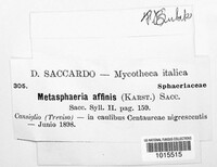 Metasphaeria affinis image